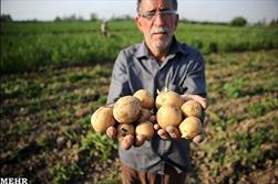 زیان سیب‌زمینی‌کاران برای سومین سال متوالی