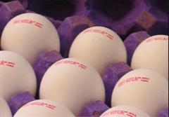 صادرات تخم‌مرغ به عراق و افغانستان متوقف شد/علت؛گرانی و تنظیم بازار داخل