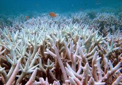 نابودی ۷۰ ‏درصد سواحل مرجانی خلیج‌فارس