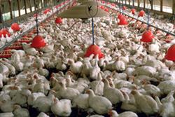 راه اندازی کارخانه فراوری کود مرغ برای استفاده در خوراک دام در سبزوار