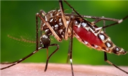 روش‌های انتقال بیماری زیکا/تقریبا ۴ میلیون نفر در دنیا به بیماری زیکا مبتلا هستند