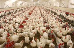 شاخص قیمت تولیدکننده مرغداری های صنعتی ۱۳.۲۱درصد کاهش یافت