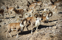 در همدان  با ۶ منطقه حفاظت شده و۱۲ منطقه شکار ممنوع از گونه های جانوری حمایت وحفاظت می شود .