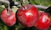 چرا خانم‌ها باید روزی دو سیب را در برنامه غذایی‌‌شان قرار دهند؟