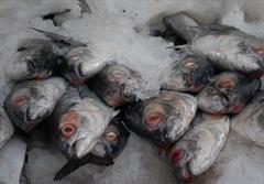 آغاز برداشت ماهی قزل آلا از استخرهای پرورش ماهی در سیستان بلوچستان