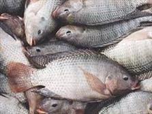 تولید ۷۷۷۸ تن ماهی در خراسان رضوی در سال ۹۴