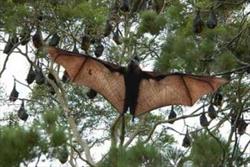 دستگیری صیادان خفاش در منطقه بزنگان سرخس/ خواص درمانی بزاق خفاش کذب است