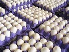 صادرات تخم مرغ موجب افزایش قیمت مرغ در همدان شد