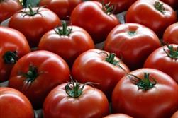 قیمت گوجه فرنگی در خراسان شمالی کاهش یافت