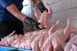 ۴۰۰۰ تن گوشت مرغ در خراسان رضوی تولید شد