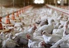 شهروندان از خرید مرغ زنده خودداری کنند