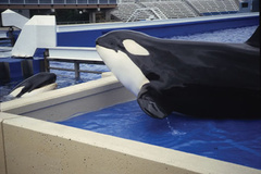 نگرانی از افزایش جمعیت جنس نر "نهنگ‌های قاتل"
