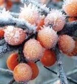 ۵۰۰ هکتار از باغات زردآلو و بادام شهرستان تویسرکان در سرمای چند روز گذشته دچار ۶۰ درصد سرمازدگی شد