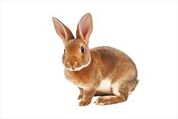 تشریح خرگوش زنده در کلاس زیست شناسی!