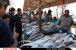 ممنوع شدن عرضه ماهی منجمد بصورت فله، کارتنی و غیر بسته بندی