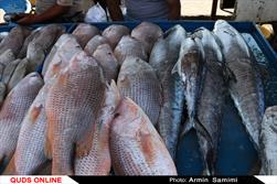 دست‌فروشان ماهی در مریوان جمع‌آوری شدند