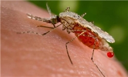 آخرین وضعیت بیماری کشنده زیکا در کشور/بیماری‌هایی که با فصل گرم می‌آیند