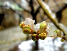 بارش برف، سرمازدگی و خسارات محصولات باغی در شهرستان سراب