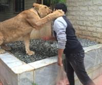 مخالفت محیط زیست تهران با نگهداری ببر بنگال و شیر در یک باغ شخصی