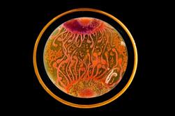 هنرنمایی میکروبیولوژیست ها در ظروف کشت+تصاویر
