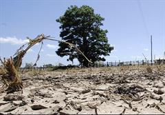 ۵۵۰ هزار هکتار از جنگل‌های لرستان دچار خشکیدگی شد
