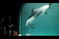 فیـلم / لحظات تولد یک دلفین