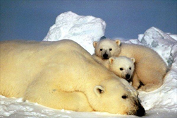 دلیل خستگی خرسهای قطبی