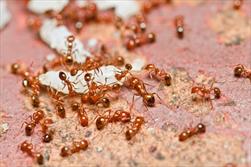 اسپری ضد مورچه را خودتان درست کنید