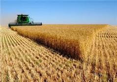 تولید گندم در خراسان شمالی چهار برابر افزایش یافت