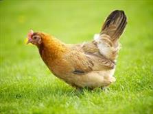 زنجیره تولید مرغ در همدان امسال به بهره‌برداری می‌رسد