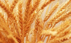 پیش بینی خودکفایی در تولید گندم با خرید ۹ میلیون تن محصول