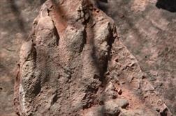 کشف فسیل ۲۳۰ میلیون ساله دایناسور