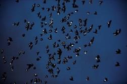 نقاشی در آسمان شب با استفاده از کبوترها