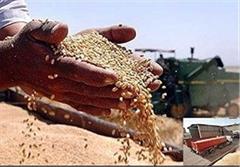 شناسنامه‌دار کردن کشاورزان برای جلوگیری از فروش گندم وارداتی به دولت