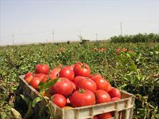 دستگیری دزدان گوجه و بادمجان در مزرعه