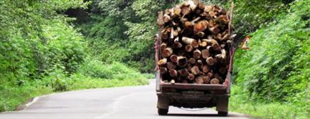 مافياي قاچاق چوب در ايران/ نابودی جنگل ها به ثانیه رسیده است 
