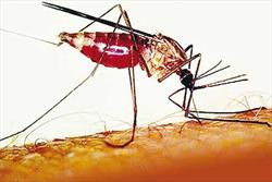 چالش‌های جلوگیری از شیوع مالاریا در جنوب‌شرق کشور