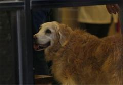 مرگ آخرین سگ‌ بازمانده از ۱۱ سپتامبر + تصاویر