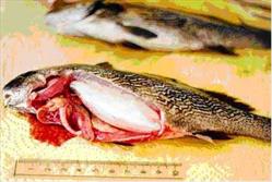 بیماری استرپتوکوکوزیس در مزارع پرورش ماهی استان کنترل شد