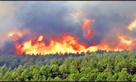 ۹۵ درصد آتش‌سوزی جنگل ها عامل انسانی دارد