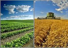 بخش کشاورزی باافزایش عملکرد در واحد سطح توسعه می یابد / پنبه جزو ۸ محصول اقتصاد مقاومتی در کشور