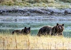 نجات زن کانادایی از چنگال گرگ توسط خرس مادر