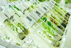 صادرات گیاهان دارویی کشور به ۳.۲ میلیارد دلار افزایش می‌یابد