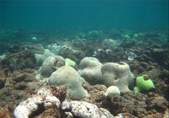 صید بی‌رویه ماهی سبب نابودی صخره‌های مرجانی آب‌های خارگ شده است