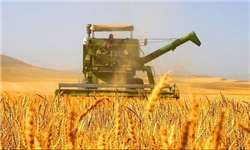 پیش‌بینی‌ تولید ۱۳ میلیون تن گندم در کشور/ خرید ۶.۸ میلیون تن گندم مازاد از کشاورزان