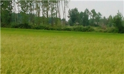 آغاز برداشت خوشه‌های طلایی برنج در گیلان