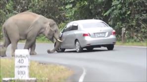 فیل عصبانی و حمله به ماشین گردشگر + فیلم
