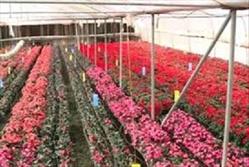 گلکاران محلاتی نماینده صنعت گل و گیاه زینتی ایران در نمایشگاه بین المللی گل روسیه 