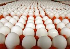 ترکیه صادرات تخم مرغ ایران به عراق را نصف کرد