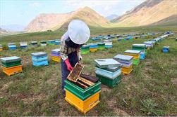 کام تولیدکنندگان با صادرات عسل بی‌کیفیت تلخ شد